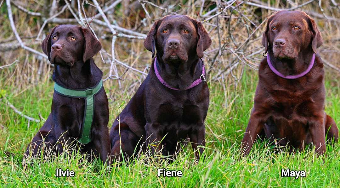 Labrador Retriever vom Hohen Windland